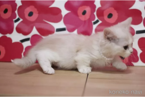 成約済の東京都のマンチカン(短足)-106558の4枚目